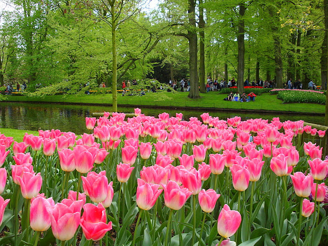 أكبر وأجمل حديقة أزهار في العالم  Lisse,Keukenhof  Netherlands 1242659099